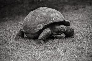 Giant tortoise